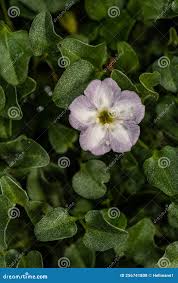 Image result for Falkia