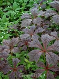 Im onlineshop und im praskac gartencenter gibt es rodgersia podophylla 'braunlaub'.schaublatt. Rodgersia Podophylla Rotlaub Gestieltblattriges Schaublatt Gunstig Kaufen