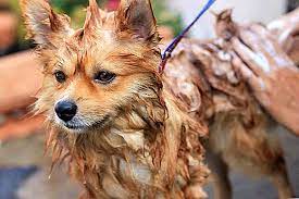 Ce vendeur de toilettage chien dont la société est tenartis di tenderini giovanbattista ayant pour activité principale impresa individuale fait parti des vendeurs de taille moyenne et mérite 19 sur 20 selon les acheteurs. Combien Coute Le Toilettage De Chien Mobile 2021
