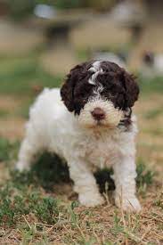 Ca Del Corsi Lillith Lagotto Romagnolo Female 40days White Brown Lagotto Romagnolo Lagotto Romagnolo Puppy Animals