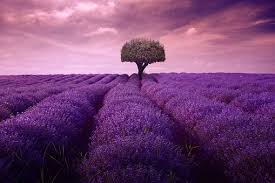 Terdapat tanaman berbunga sebanyak 47 dan spesies bunga ini adalah salah satu diantaranya. Lavender Si Ungu Pengusir Nyamuk Duniahobiku