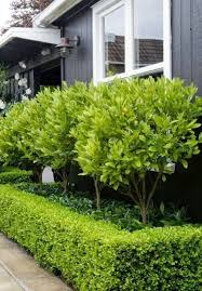 February 2015 Front Garden Design Small Front Gardens Front Yard Hedges