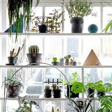 En.products.notify_form.description perlite, worm castings, charcoal and a little bit of peat + organic fertilizer and superthrive. 6 Unique Houseplants To Grow At Home Apartment Therapy