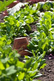 Image result for Spinacia