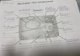 Their distinctive features include primary cell walls containing cellulose, hemicelluloses and pectin, the presence of plastids with the capability to perform photosynthesis and store starch. Name Sav Ani Cells Alive Plant Cell Worksheet D Chegg Com