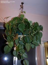 Philodendrons Do Well In Bathrooms Because They Love The Moisture And Don T Require A Lot Of Light Also Th Heart Leaf Philodendron Philodendron Inside Garden