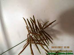 Image result for Cyperus maculatus