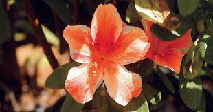 Get the perfect birthday greeting, invitation, announcement and more. Which Flowers Are Poisonous To Dogs Pet Owners Beware