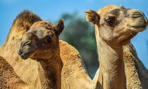 Get amazing prices in egypt. Egypt Tests Camels From Sudan For Coronavirus Rvf Official Egypttoday