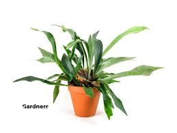 Image result for parožnatka Platycerium