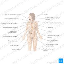 Axillary Lymph Nodes Definition Anatomy And Location Kenhub