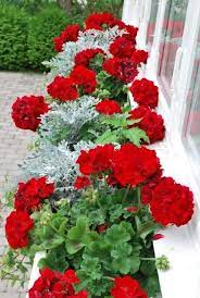 Pin By Jeanie Reis On Red And Green Cottage Container Gardening Flowers Container Flowers Flower Pots