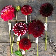 Maybe you would like to learn more about one of these? The Dahlia Wall At Seattle Wholesale Growers Market Flirty Fleurs The Florist Blog Inspiration For Floral Designers