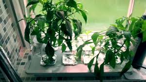 You can grow them in the garden you can grow them in the garden, but they are great for pot planting as well. Ikea Hydroponics Chilli Growing Topping Off And Pinching Out Youtube