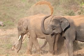 Sri lanka has an impressive amount of elephants for such a small country (just 25,330 sq miles). Elephant Genes Suppress Tumours Could Studying This Help Us Prevent Cancer Horizon The Eu Research Innovation Magazine European Commission