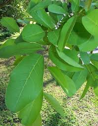 Image result for Stereospermum kunthianum