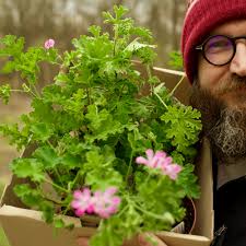 Image result for foto muškáty