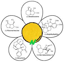Image result for Schizozygia coffaeoides