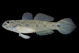 Image result for Globimetula kivuensis