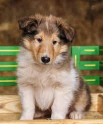 Collie puppies for sale in pittsburgh pa. Collie Puppies For Sale Happy Valentines Day Happyvalentinesday2016i