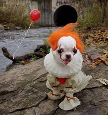 Reddit The Front Page Of The Internet Scary Dogs Funny Horror Animals
