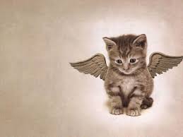 Malaikat Kucing Kittens Cutest Cat Wallpaper Cats And Kittens