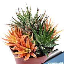 A cactus uses others in their workplace as collateral damage in order to gain their bosses approval. Variegate