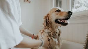 Kopek Nasil Yikanir Golden Retriever Kopek Kopek Egitimi