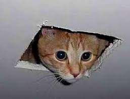 images?q=tbn:ANd9GcRqPH7F5IzMl-C7599QvbFZLvbMfDZ7htm87A&s