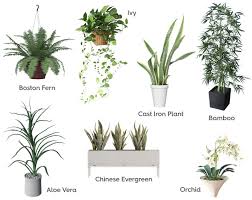 Keep the stem and the top of the root ball above the level of the soil to prevent rot. Bathroom Plant Ideas Victoriaplum Com