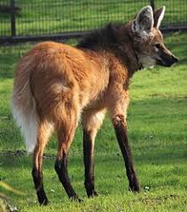 Spanish nouns have a gender, which is either feminine (like la mujer or la luna) or masculine (like el hombre or el sol). Maned Wolf Wikipedia