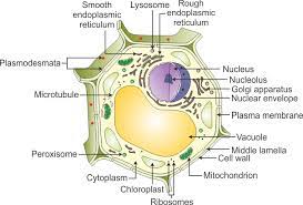 Check spelling or type a new query. A Draw A Neat Diagram Of A Plant Cell And Label The Following Parts I Cell Well Ii Nucleus Iii Vacuole Iv Golgi Apparatus B Name The Energy Currency O Biology