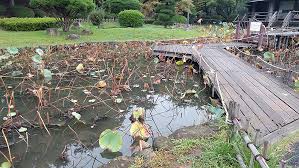 千葉公園のハス池でグッピー捕り 千葉県千葉市 ねほり Com