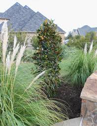 Likes full sun and moderate to regular water. Little Gem Magnolia Dallas Texas Treeland Nursery