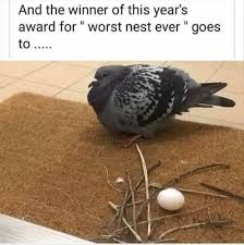 And The Winner Of This Year S Award For Worst Nest Ever Goes To Funny Animal Memes Animal Memes Funny Animal Pictures