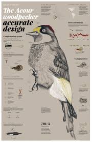 The Acorn Woodpecker Design Scientific Poster Animal Infographic Scientific Poster Design