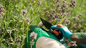 Wer dies nicht macht, der riskiert, dass die pflanze auseinander fällt und verholzt. Verbluhten Lavendel Im Sommer Schneiden Ndr De Ratgeber Garten