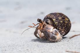 The two most common species of hermit crabs are the coenobita. 11 Hermit Crab Facts About These Cool Crustaceans Lovetoknow