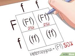 Every organism has two sets of instructions (alleles) for each characteristic. How To Make A Punnett Square 13 Steps With Pictures Wikihow