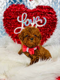 We did not find results for: Micro Teacup Poodle For Sale Pasteurinstituteindia Com