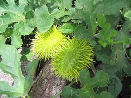 Image result for Cucumis zeyheri