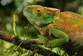 Image result for Chamaeangis