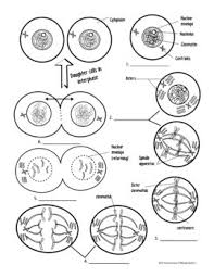 Cells, whether prokaryotic or eukaryotic, eventually reproduce or die. Cell Cycle Mitosis Reading And Coloring Activity Or Homework By Biology Roots