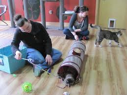 Maybe you would like to learn more about one of these? Just Ask Us Where Can I Get Low Cost Spay Or Neuter Services For My Pets Just Ask Us Madison Com
