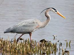 Large Birds With White Heads Great Blue Heron Ebird Blue Heron Heron Photo Heron