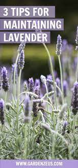 3 Tips For Maintaining Lavender Lavender Plant Care Lavender Garden Lavender Plant