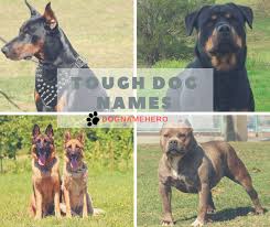 View the complete list of badass dog names for male and female dogs. Badass Dog Names 140 Tough Female And Male Names For Dogs