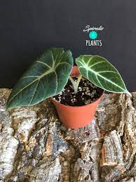Quick view sold out alocasia azlanii £180.00 quick view add to cart. Alocasia Reginula Black Velvet Uk Spiralis Plants Online House Plants Uk