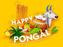 A significat proportion of india's population lives in rural and agricultural communities, and so this harvest festival is both relevant and popular. When Is Pongal 2019 How It Is Celebrated Date Time Meaning History Significance Story Behind The Festival
