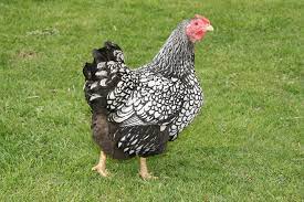 Wyandotte's are excellent layers of light to dark brown eggs with a minimum of 200 eggs per year. Silver Laced Wyandotte Egg Production Temperament And More The Happy Chicken Coop
